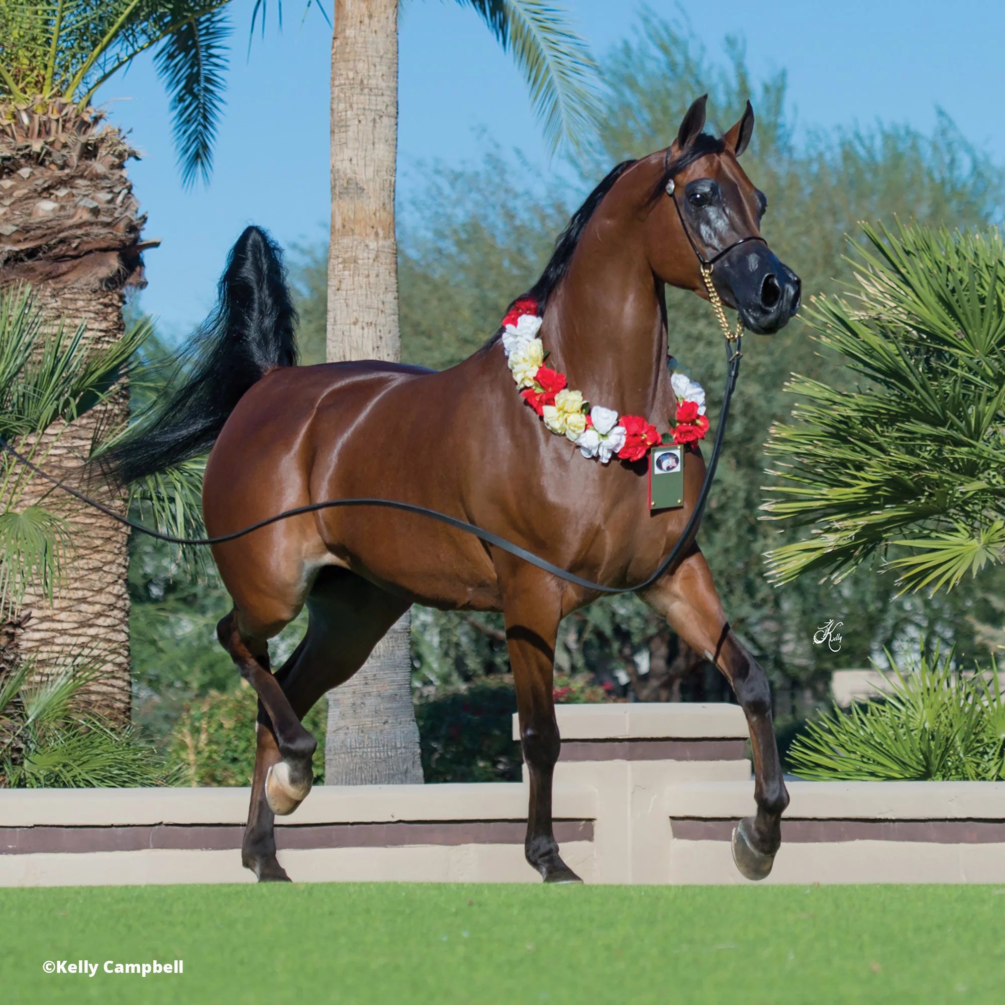 The Traditional Series - RD Marciea Bey, Champion Arabian