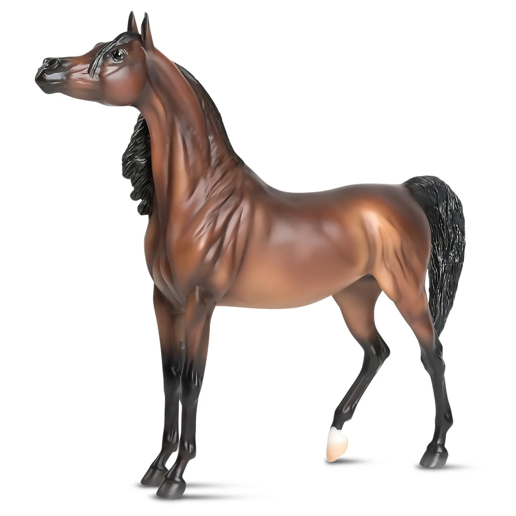 The Traditional Series - RD Marciea Bey, Champion Arabian