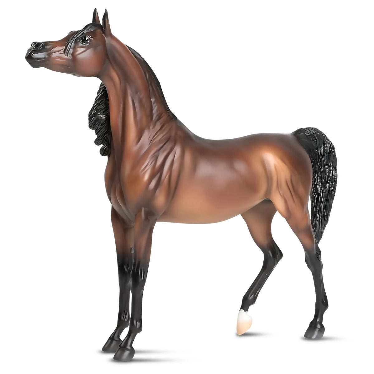The Traditional Series - RD Marciea Bey, Champion Arabian