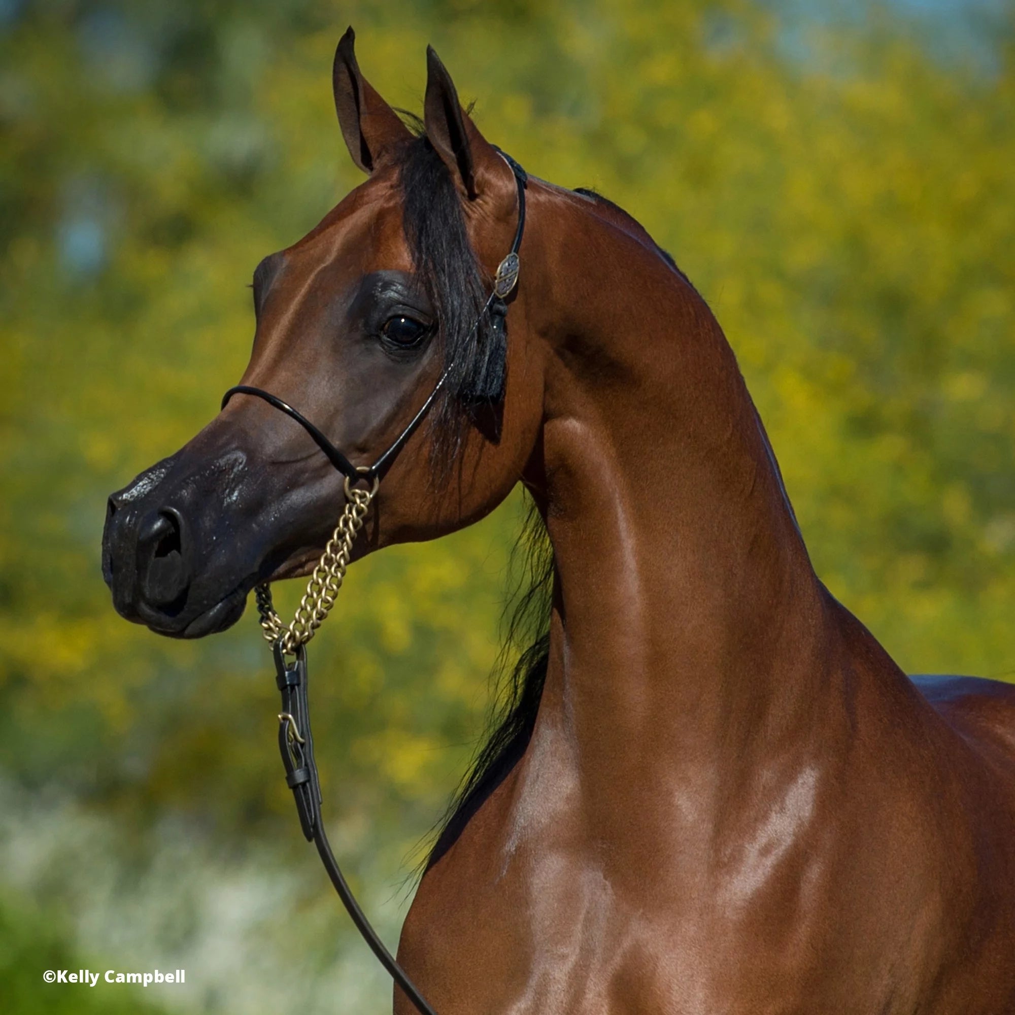 The Traditional Series - RD Marciea Bey, Champion Arabian