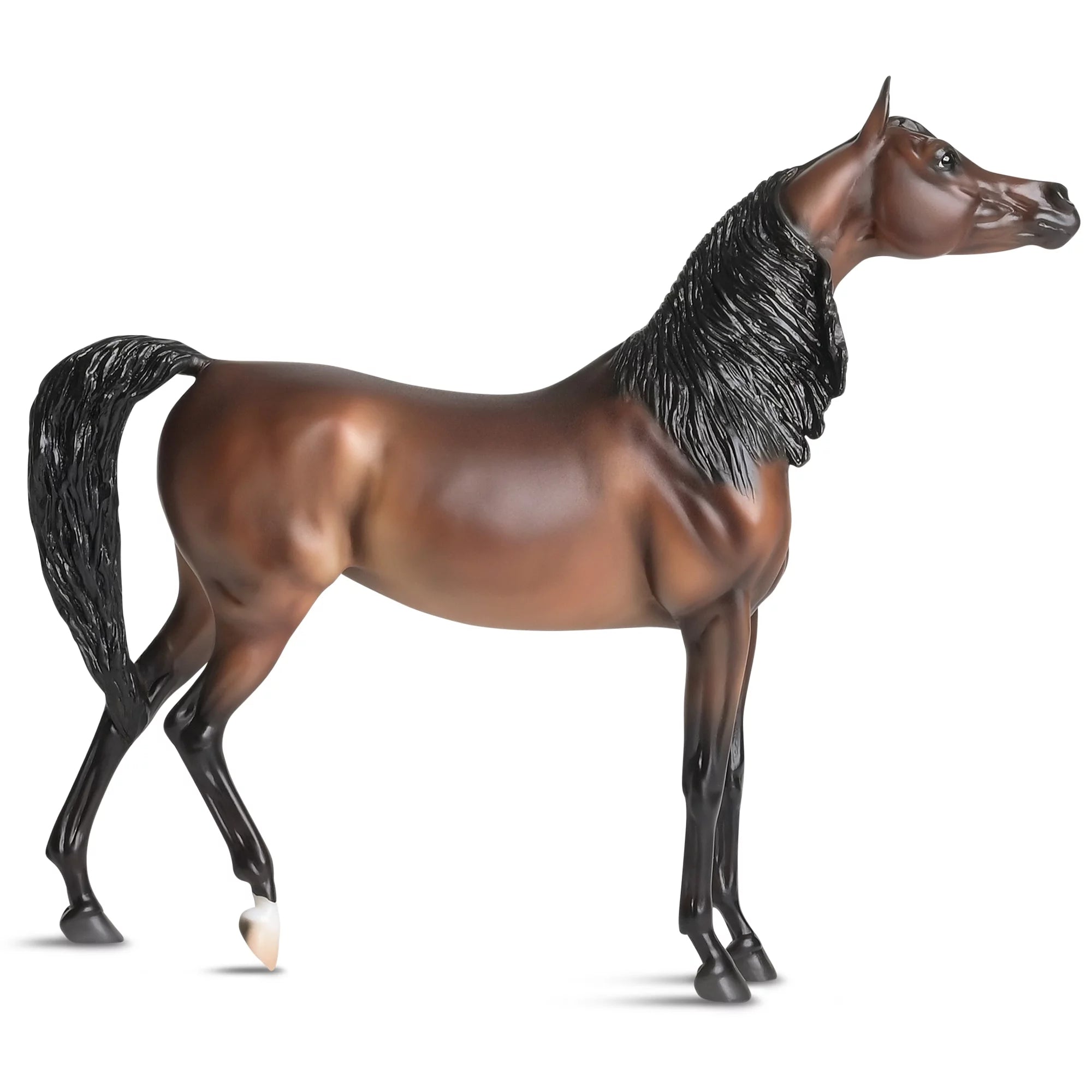 The Traditional Series - RD Marciea Bey, Champion Arabian