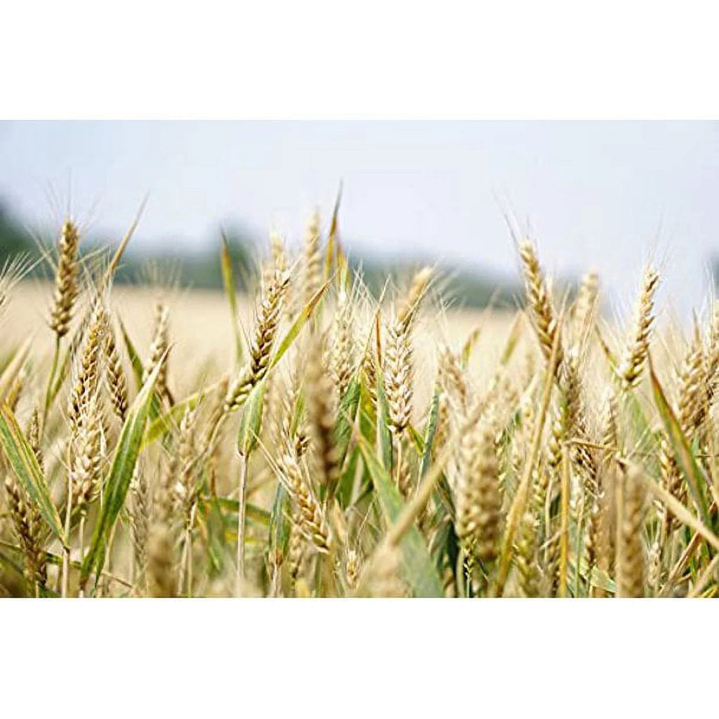 Organic Italian Pearled Farro - Raw, Non-GMO, Vegan, Bulk, Protein, Fiber Rich, Kosher (9LB)